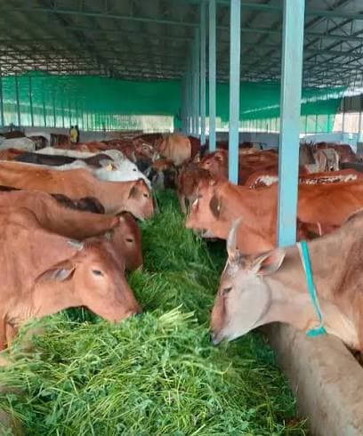 Gau Seva Impact 1