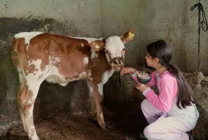 Sacred cows protected in sanctuary gaushala