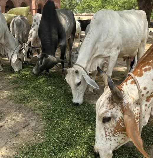 Gau Seva Impact 4