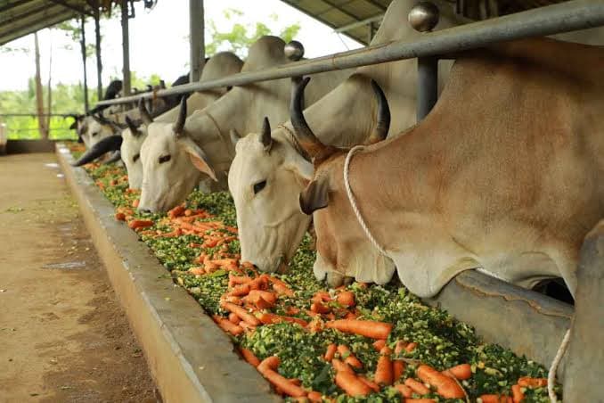 Volunteers feeding cows at gaushala in rural India